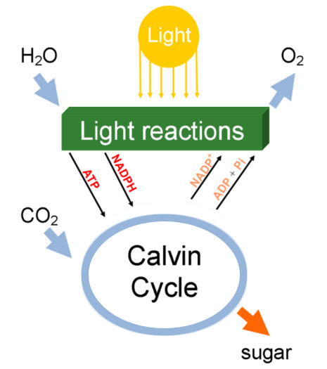 simplified diagram of photosynthesis